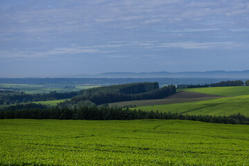 Obraz premium landscape with green grass and blue sky Green tea leaves field meadows plantations vegetation estate trees Kericho County Kenya East Africa Landscapes Panoramic Scenic Views Explore