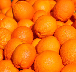 background of juicy oranges freshly picked in the orange grove of the mediterranean country