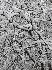 A titmouse sits on a snow-covered branch. A bird with a yellow belly jumps on the trees. The branches of the trees are covered with snow-white snow. A fresh winter day. Mysterious fluffy trees.
