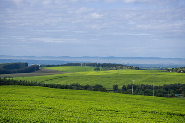 Green tea leaves field meadows plantations vegetation estate trees Kericho County Kenya East Africa Landscapes Panoramic Scenic Views Explore