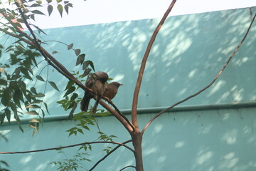 Two small brown birds perched closely on a tree branch with a teal-colored wall in the background,...
