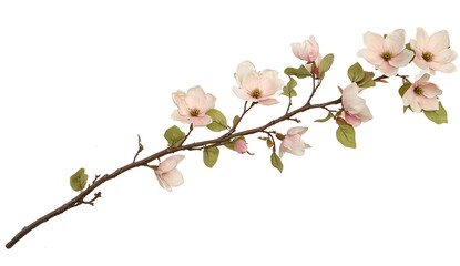 Blossoms. Twig with pink petals on pure white backdrop. Use Design element