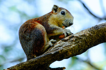 Alert squirrel sitting on a branch with a nut in its mouth