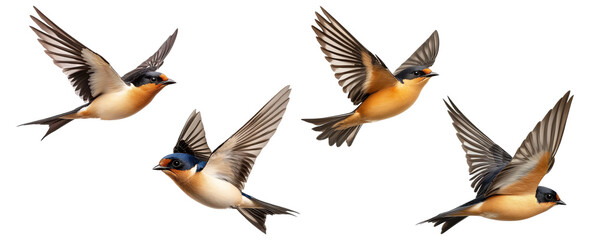 Fototapeta premium Set of flying swallows in different positions, isolated on transparent background