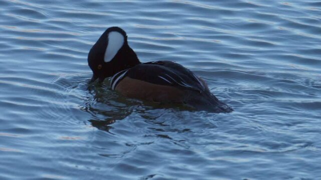 Hooded Merganser Eating a Fish