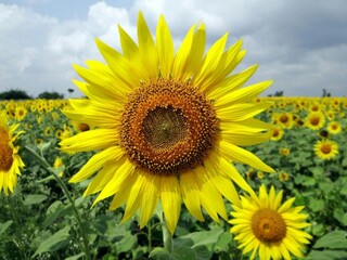 Fototapeta premium sunflower field in the summer