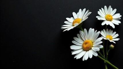 A cluster of delicate white daisies with bright yellow centers, artfully arranged against a stark black backdrop.