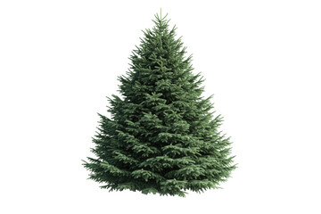Fototapeta premium Ideal evergreen tree for seasonal decor, cut out