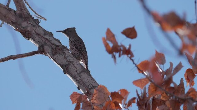 Northern Flicker in a Tree
