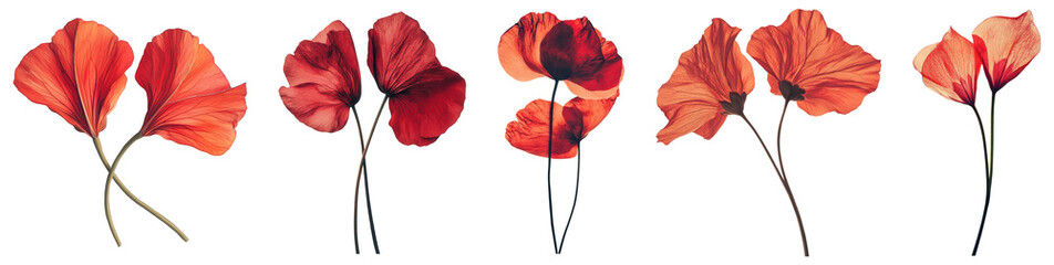 Set of delicate red poppy flowers with thin stems, isolated on transparent background