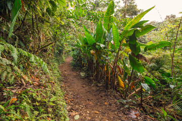 Walking path in rainforest in the national park Monteverde Cloud Forest - Costa Rica