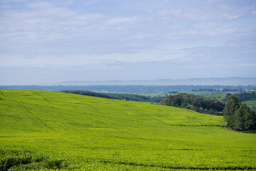 Green tea leaves plantations Kenya East Africa