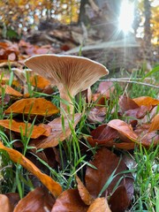 Pilz am Wegesrand