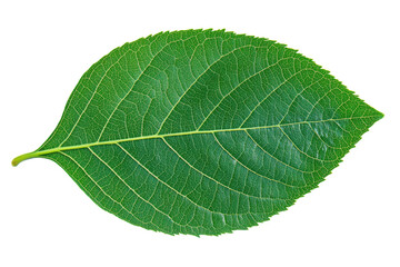Vibrant green leaf with visible veins and texture, cut out