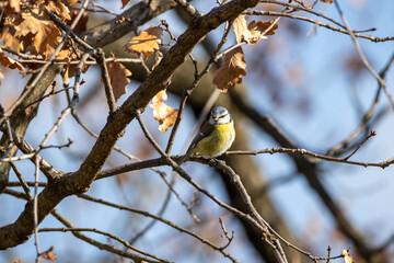 Cinciarella, Cyanistes caeruleus, nel bosco invernale.