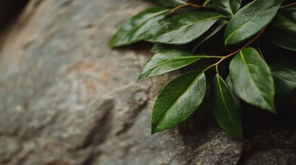 Obraz premium Lush, vibrant green leaves rest on a textured, smooth stone, highlighting the harmony between plant life and rocky terrain in a serene outdoor environment