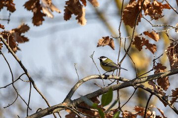 Fototapeta premium Cinciallegra, Parus major, nel bosco invernale.