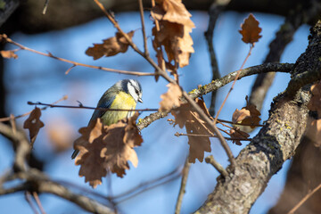 Cinciarella, Cyanistes caeruleus, nel bosco invernale.