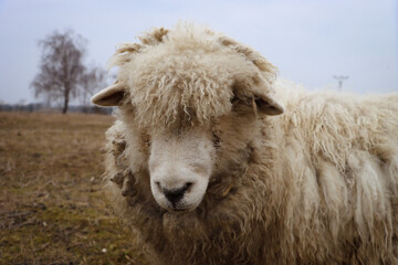 Naklejka premium Sheep are a domesticated, ruminant mammal typically kept as livestock.