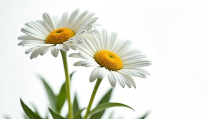 Close-up of two white daisies with yellow centers on a white background. Fresh garden chamomile flowers bloom in spring. Floral blossom with green leaves on clear backdrop.
