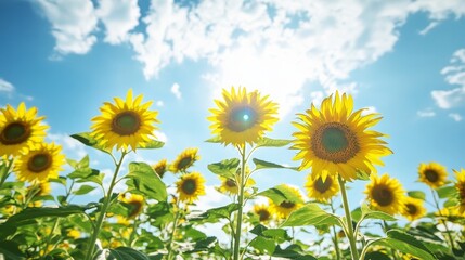 Blooming sunflowers stretching toward the sky in summer. 
