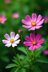 Obraz premium Delicate cosmos flowers in a lush green garden, nature, botanical, bloom