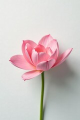 Fototapeta premium Delicate flower petals unfolding on white background, isolated, garden