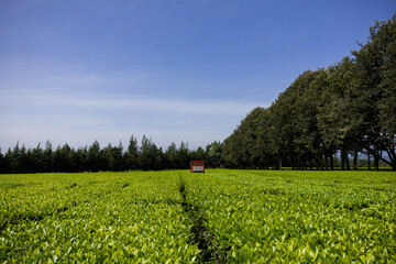 Green tea leaves field meadows plantations vegetation estate trees Kericho County Kenya East Africa Landscapes Panoramic Scenic Views Explore