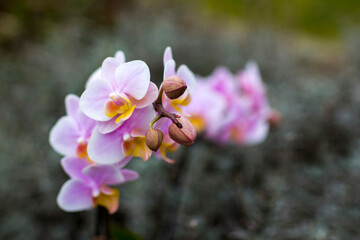 Beautiful orchid flowers - phalaenopsis - on blurred background