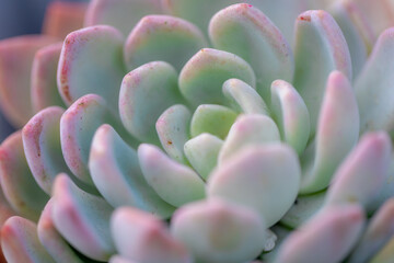 Close up of cactus plant in the garden with soft selective focus, Echeveria is a large genus of...