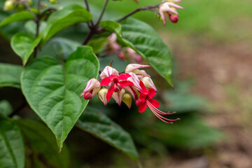 Close-up of Clerodendrum thomsoniae, also known as bleeding heart vine, showcasing its unique red and white flowers