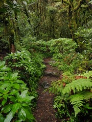 Verdant Trail: Immersed in the Lush Laurel Forest of Garajonay National Park, La Gomera, Canary Islands, Spain