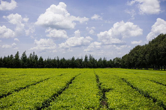green field and blue sky Green Tea Leaves Farm Plants Vegetations field meadows James Finlay Kericho County Great Rift Valley Kenya East Africa Landscapes