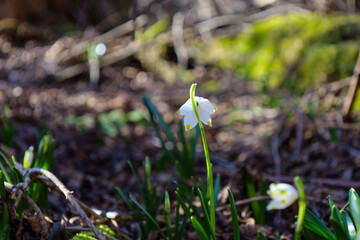 The green stem of the snowdrop stretches upward, and in the background, blurred green spots of moss are visible. Sunlight falls on the flower, creating soft shadows.