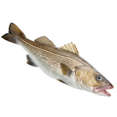 cod fish isolated