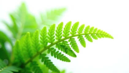 isolated green fern with delicate green fronds, plant details, green plant