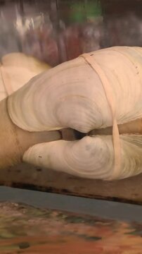seafood Live geoduck for cooking in the restaurant's aquarium. An Asian delicacy in dishes such as sushi, salad, Fried geoduck, bowl, and Chinese-style