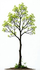 Obraz premium Long thin branches stretch outwards from a central point, nature, foliage, isolation