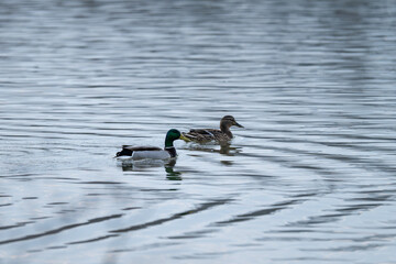 Male and female duck swimming on the surface.
