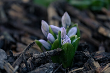 The first spring flowers. Spring perennial primroses. White-blue flowers Puschkinia