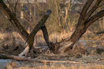 Part of a beaver-bitten trunk.
