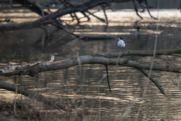 A black-backed gull stands on a branch by the lake.
