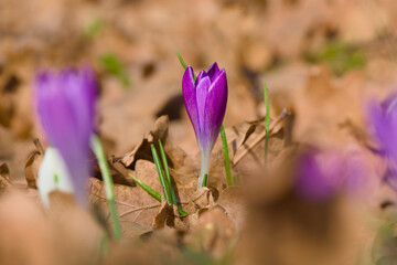 purple crocus flower on the ground close-up