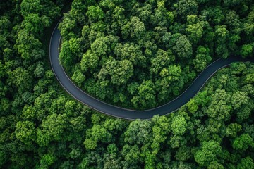 Winding Road in Forest Aerial View