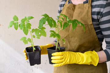 A pot with tomato seedlings in the hands of a female gardener. Selective focus.