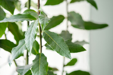 Homegrown Bay Leaves Laurel Plant.