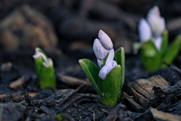 The first spring flowers. Spring perennial primroses. White-blue flowers Puschkinia