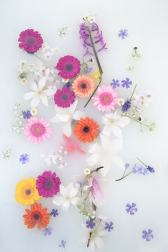 art background of colorful spring flowers (magnolia, hyacinth, daisy, vinca minor) floating in milk and water