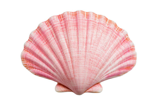 Elegant pink scallop shell with intricate patterns, cut out