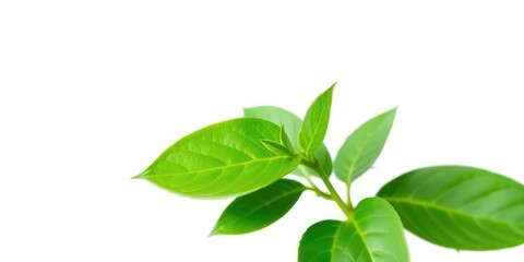 Single vibrant green plant, isolated on pure white backdrop, bright, vibrant